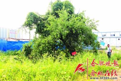 261歲古樹棠梨“搬家” 業(yè)內人士表示擔憂(圖) 261歲古樹棠梨“搬家” 業(yè)內人士表示擔憂(圖)