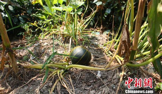 湖北一農(nóng)民種出“條紋南瓜”能否食用未知(圖) 湖北一農(nóng)民種出“條紋南瓜”能否食用未知(圖)