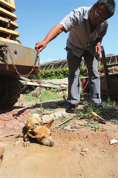 西夏區(qū)農(nóng)牧局工作人員在仔細(xì)觀察該動(dòng)物。