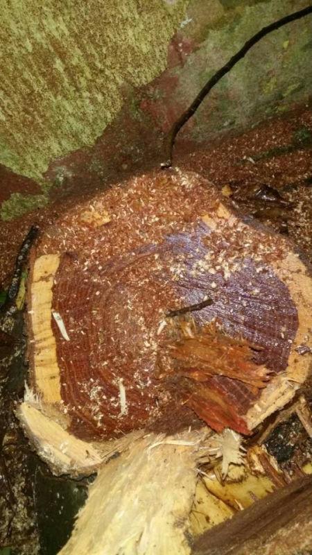 3名盜賊雨夜偷價值百萬黃花梨樹被發(fā)現(xiàn)后逃跑 3名盜賊雨夜偷價值百萬黃花梨樹被發(fā)現(xiàn)后逃跑