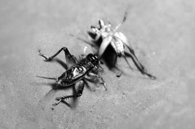 蟋蟀市場(chǎng)出現(xiàn)高價(jià)蛐蛐 一只賣3萬(圖) 蟋蟀市場(chǎng)出現(xiàn)高價(jià)蛐蛐 一只賣3萬(圖)