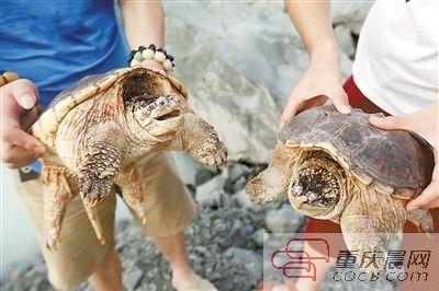 楊先生買來的鱷龜有很強的攻擊性。見習記者 雷鍵 攝