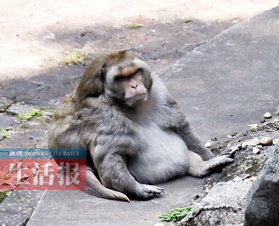 廣西藥用植物園梅花鹿暴瘦 網(wǎng)友展開(kāi)拯救行動(dòng)(圖) 廣西藥用植物園梅花鹿暴瘦 網(wǎng)友展開(kāi)拯救行動(dòng)(圖)