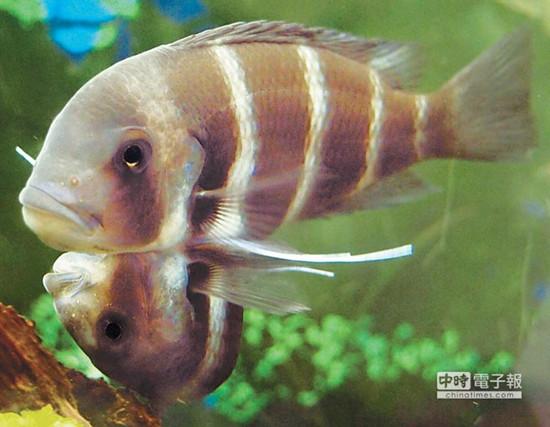 這對(duì)連體魚上面的哥哥體型較大，約是下面弟弟的2倍