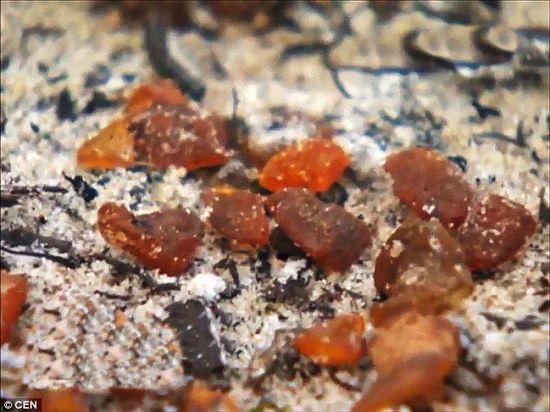 波羅的海的一場(chǎng)暴風(fēng)雨將琥珀卷到了岸上，這里包攬了全球90%的琥珀產(chǎn)量。