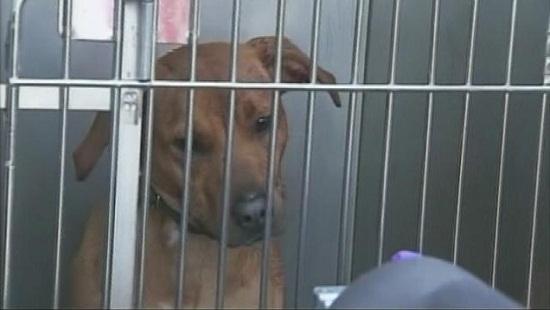 圖為當時襲擊艾琳的兩只惡犬其中之一。