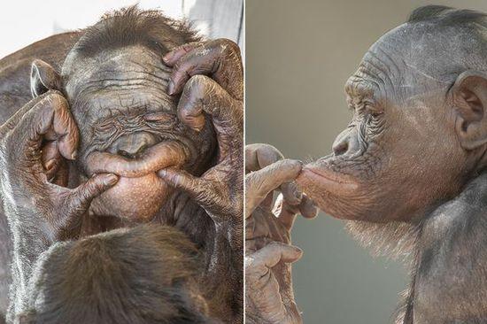 黑猩猩擺各種姿勢拍照。