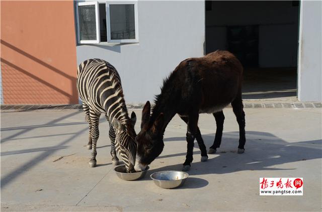 圖斑馬和驢子在一起共同進食。