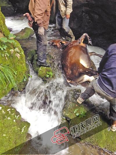 黃牛掉到懸崖下的小溪中。