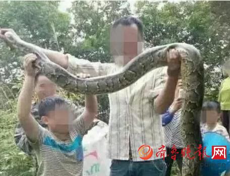 膽真大！男子抓野生大蟒燉湯 蟒蛇屬國家一級(jí)保護(hù)動(dòng)物(圖)