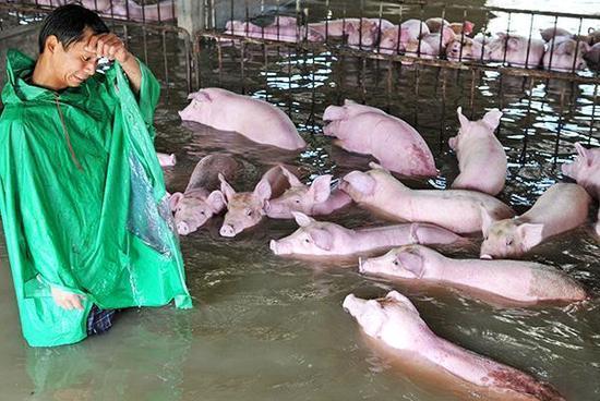 安徽六安被困生豬實為3000頭 80公斤以上送宰 安徽六安被困生豬實為3000頭 80公斤以上送宰