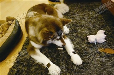 說到蘋果表，昨天的網(wǎng)友大為感嘆：人比人，氣死人了。不！是人比狗，氣死人。