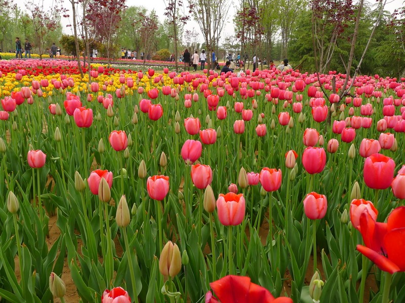 粽子節(jié)遇上兒童節(jié)，你想好去哪了么？