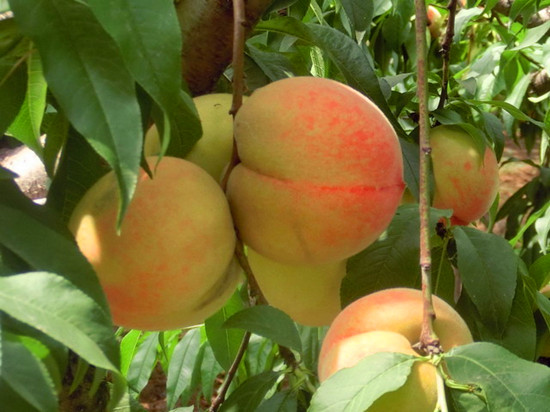 緣在七夕?愛(ài)在芒碭 緣在七夕?愛(ài)在芒碭