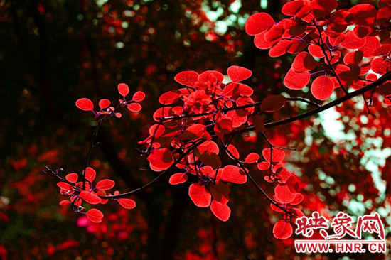 嵩山紅葉:中原第一紅葉 金秋游覽休閑最強攻略 嵩山紅葉:中原第一紅葉 金秋游覽休閑最強攻略