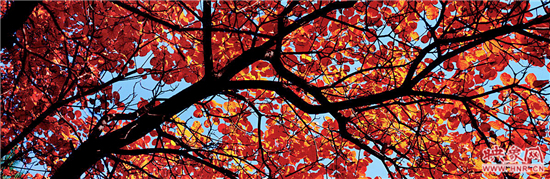 多彩嵩山,紅葉情濃 2014第五屆嵩山紅葉節(jié)即將在少林景區(qū)舉辦 多彩嵩山,紅葉情濃 2014第五屆嵩山紅葉節(jié)即將在少林景區(qū)舉辦