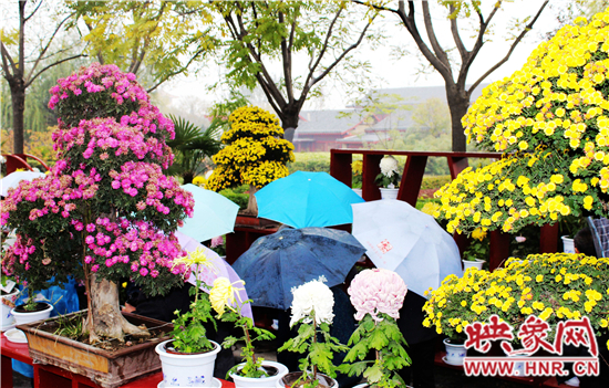 天好、花美 中國開封第32屆菊花文化節(jié)延長一周