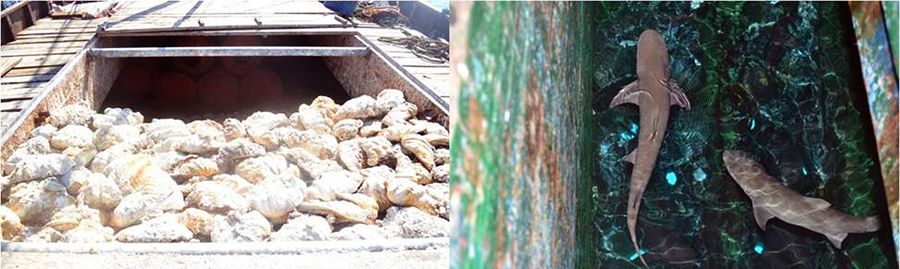 圖為菲律賓海軍持槍檢查中國(guó)漁民的照片。