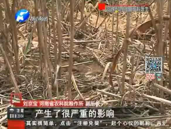 干旱持續(xù)升級(jí) 危及作物生長