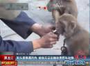 街頭耍猴遭刑拘 被指無證運(yùn)輸珍貴野生動物