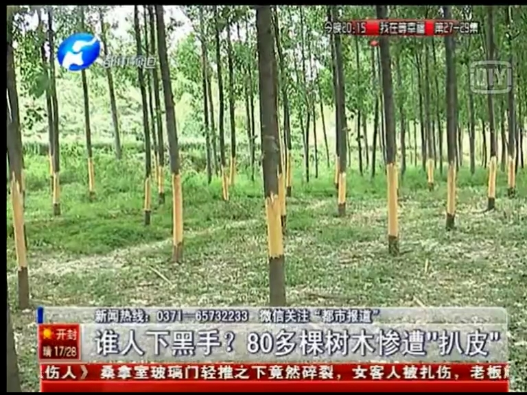 80多棵樹被“扒皮” 誰(shuí)痛下黑手？