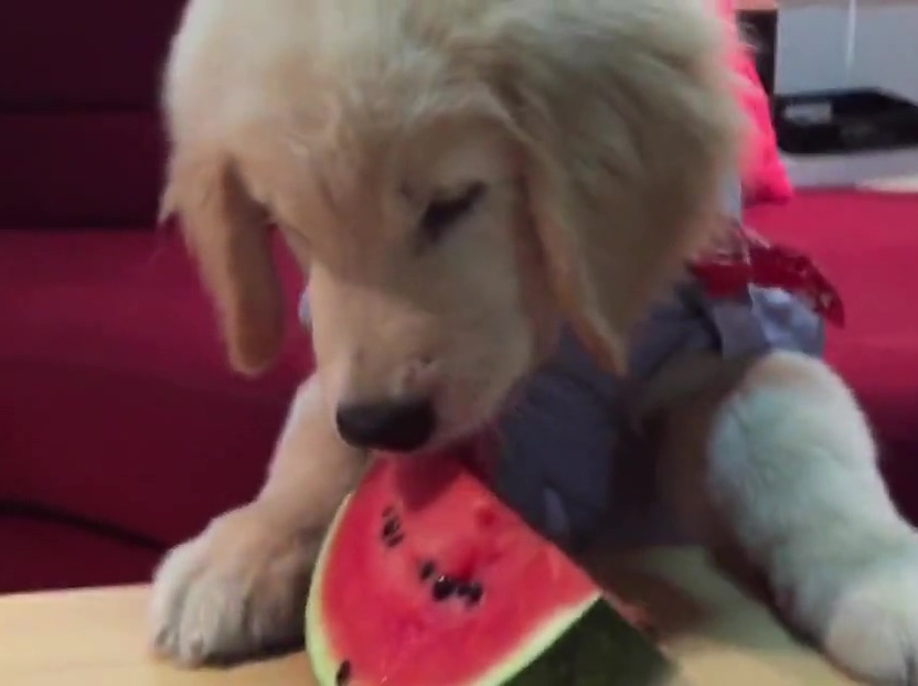 超萌金毛啃西瓜！夏天來了汪星人也要消暑啊！
