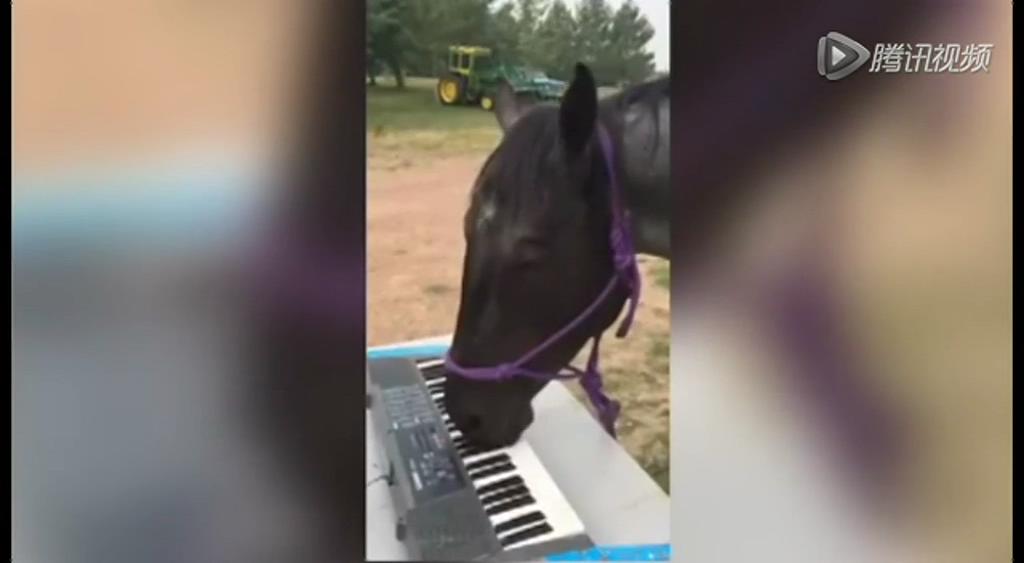 這只逆天的馬會彈琴！