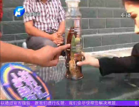 神奇！泡酒人參發(fā)芽長樹葉