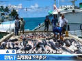 魚翅再追蹤 “魚翅熱”致鯊魚遭過(guò)度捕殺