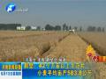 鶴壁42個萬畝以上示范片 小麥平均畝產(chǎn)583.8公斤