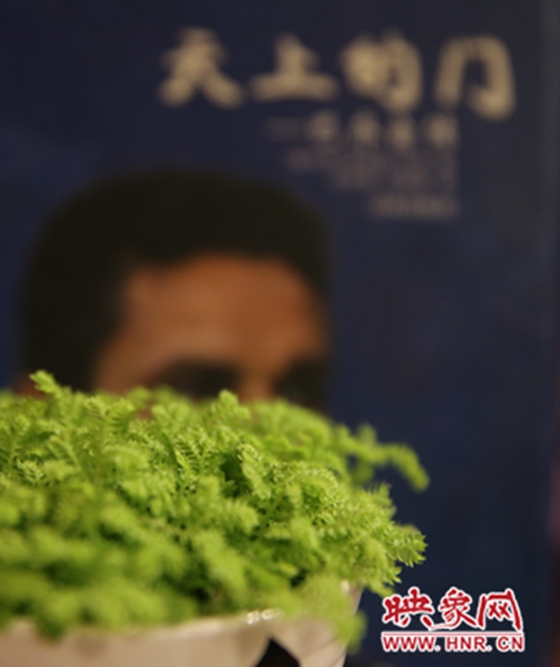 書架上精心布置的綠色植物。