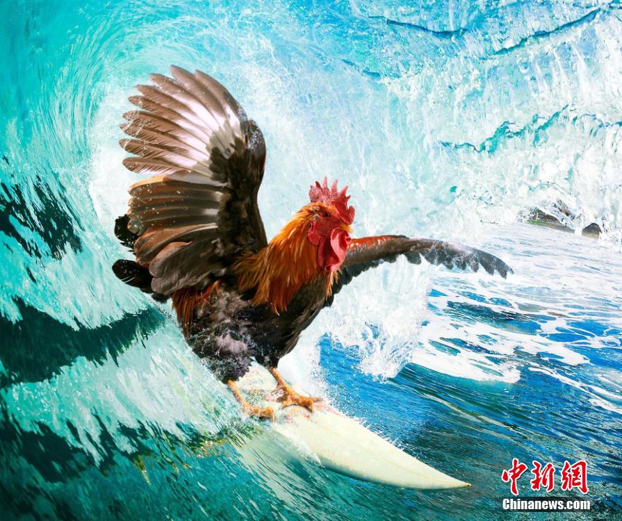 有趣！英國一公司推出公雞日歷