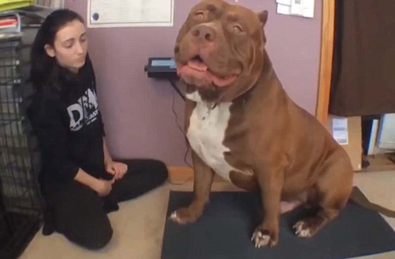 世界最大斗牛犬重達(dá)79公斤 后腿站立高過成人 世界最大斗牛犬重達(dá)79公斤 后腿站立高過成人