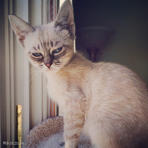 “暴躁貓”遇勁敵：“不耐煩貓”走紅網(wǎng)絡（圖）